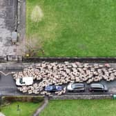 Moment more than 200 sheep run through town.