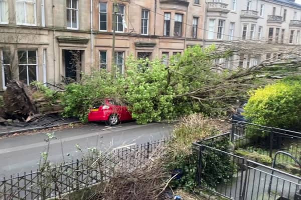 A huge tree pulled down power lines and smashed a car when it crashed down in Glasgow during Storm Éowyn. 
