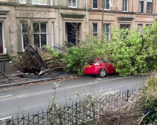 A huge tree pulled down power lines and smashed a car when it crashed down in Glasgow during Storm Éowyn. 
