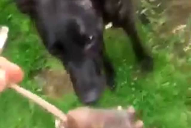 Liam Fair, taunting his dog with the rat. A man has been found guilty of using his neglected dog to cause "unnecessary suffering" to a rat in a shocking video.