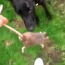 Liam Fair, taunting his dog with the rat. A man has been found guilty of using his neglected dog to cause "unnecessary suffering" to a rat in a shocking video.