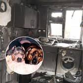 Couple and their dogs killed in horrifying e-bike battery fire at home