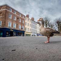 UK Covid lockdown five years on: 26 eerie photos show deserted streets and wildlife taking over cities