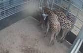 Baby giraffe.