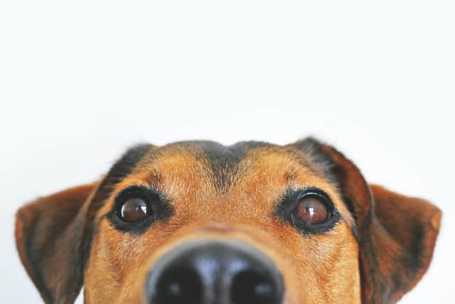 The warm weather can be dangerous for our dogs.