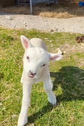Wonky the lamb.