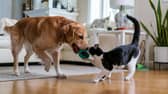 Pets can improve owners' health and give a mood boost 