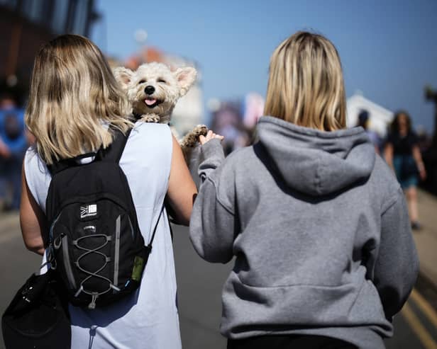 Walking our dogs in warm weather can be extremely dangerous.
