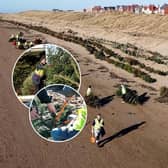 New documentary explains how old Christmas trees are helping to protect the coast 