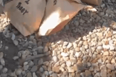 Arctic foxes share blood-lolly birthday treat