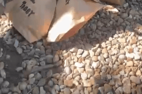 Arctic foxes share blood-lolly birthday treat