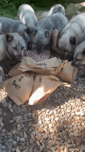 Arctic foxes share blood-lolly birthday treat