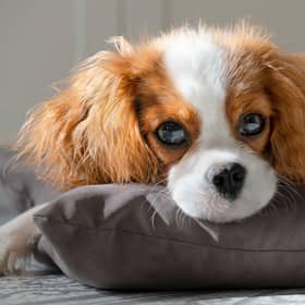 Just five fleas on an untreated pet could potentially lead to more than one million eggs entering the home within four weeks.  
