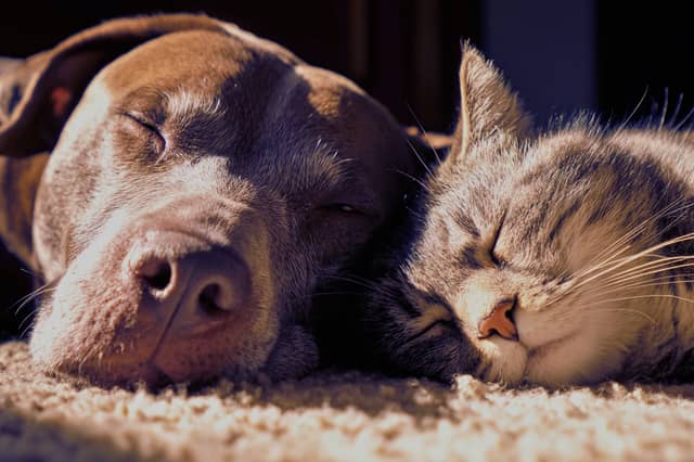 PetSaver memberships are designed to help owners save money on repeat pet essentials including food, supplements and everyday care products