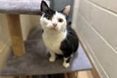 Dottie is an affectionate cat looking for a calm, quiet home in which to laze around.