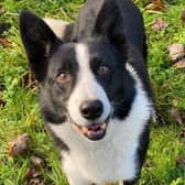 Dogs like this Border Collie, Daniel is juts one of many adorable pooches needing to be rehomed with a new family.