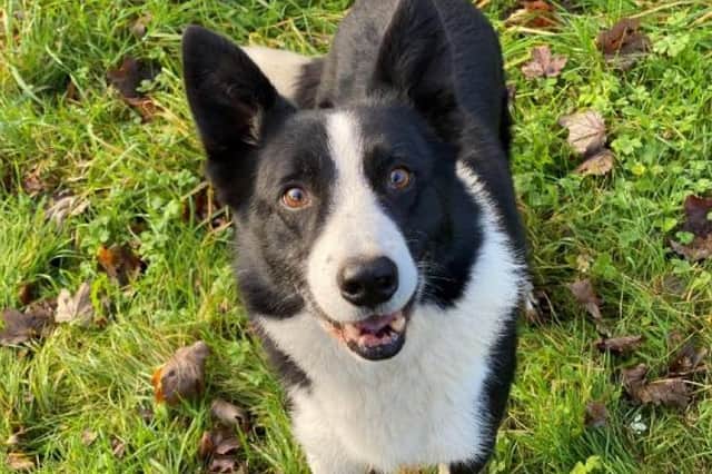 Dogs like this Border Collie, Daniel is juts one of many adorable pooches needing to be rehomed with a new family.