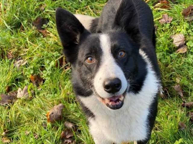 Dogs like this Border Collie, Daniel is juts one of many adorable pooches needing to be rehomed with a new family.