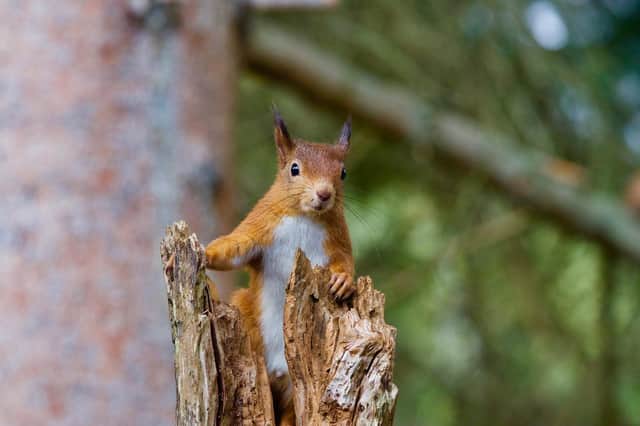 The Great Scottish Squirrel Survey will take place all next week.