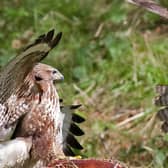 ​The three dead buzzards were found in a bag at the estate house during the investigation in 2019.