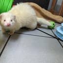 ​Luke has a big personality is happy to be handled, although when overstimulated he can give a little nip.