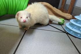 ​Luke has a big personality is happy to be handled, although when overstimulated he can give a little nip.
