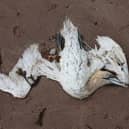 One of the dead Gannets which Suu Wighton found on Arbroath beach. The public is being warned to keep their distance. (Wallace Ferrier)