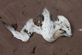 One of the dead Gannets which Suu Wighton found on Arbroath beach. The public is being warned to keep their distance. (Wallace Ferrier)