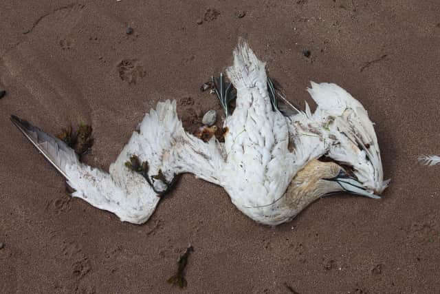 One of the dead Gannets which Suu Wighton found on Arbroath beach. The public is being warned to keep their distance. (Wallace Ferrier)
