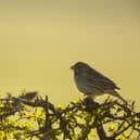 The Corn Bunting Recovery Project has seen a marked success with a substantial rise in numbers in Angus. (Ben Andrew - rspb-images)