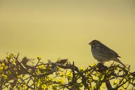 The Corn Bunting Recovery Project has seen a marked success with a substantial rise in numbers in Angus. (Ben Andrew - rspb-images)