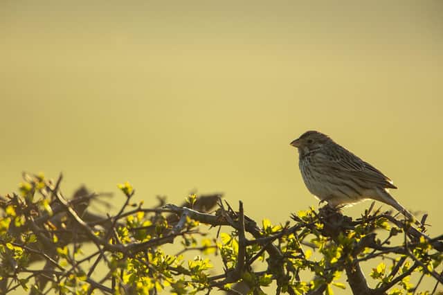 The Corn Bunting Recovery Project has seen a marked success with a substantial rise in numbers in Angus. (Ben Andrew - rspb-images)