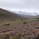 ​The project will involved the successful candidates spending 10 days in a remote part of the national park.