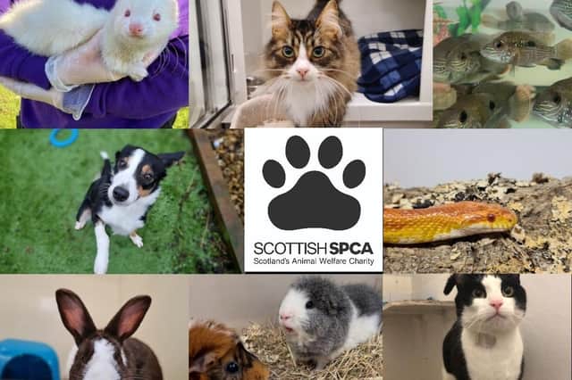 Animals in need, injured or in distress can be reported to the Scottish SPCA’s animal helpline on 03000 999 999.