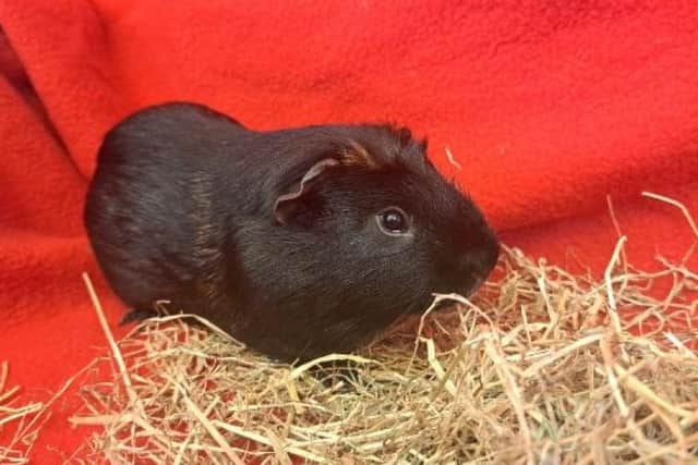 Dasher can be shy around new people, but once familiar he enjoys socialising.