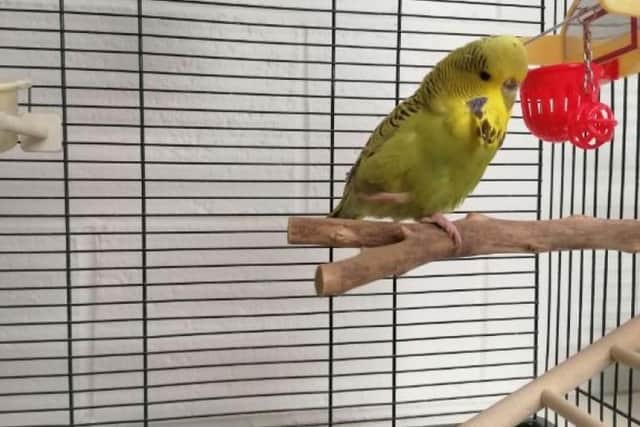 ​Mary is a sassy budgie who likes to chirp all day and is very curious about her surroundings.