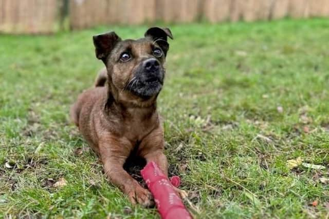 ​Terrier experience is preferred in Doug’s new owners as he has some classic terrier traits.