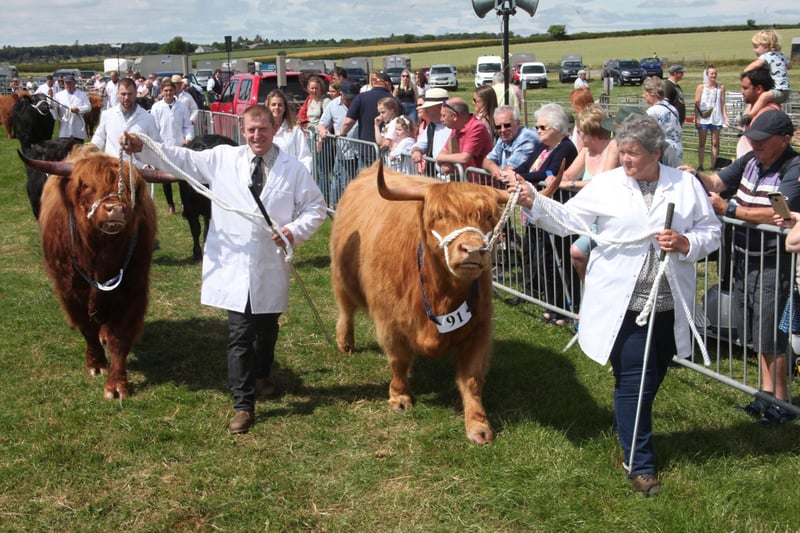 The public and judges view the Highland cattle as they are led round the showring.