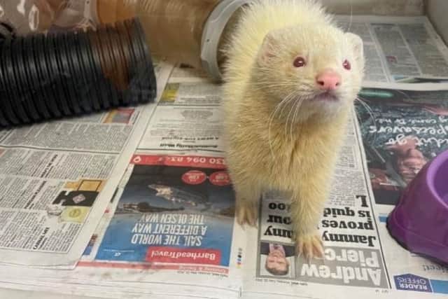 ​Casper is an energetic and adventurous ferret who will need a lot of enrichment in his enclosure.