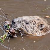 The CNPA is to take a lead role in the project to return Eurasian beavers to the park area.