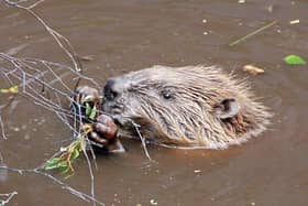 The CNPA is to take a lead role in the project to return Eurasian beavers to the park area.