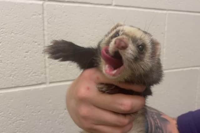 ​Rocket is a lively ferret who will make a fantastic pet.