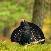 The capercaillie is again facing extinction. (Jude Dinham-Price)