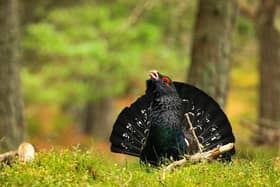 The capercaillie is again facing extinction. (Jude Dinham-Price)