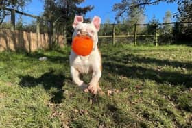 Gromit has been looking for a new home for 136 days.