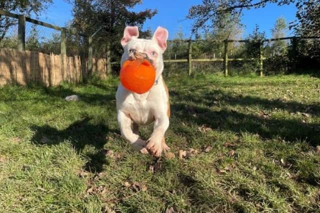Gromit has been looking for a new home for 136 days.