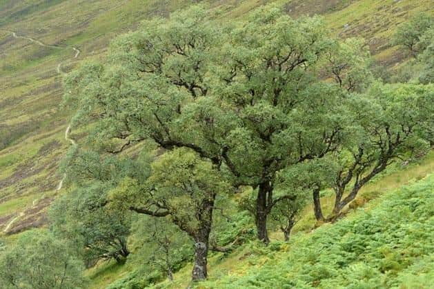 Angus among additional sites to help conserve native tree species