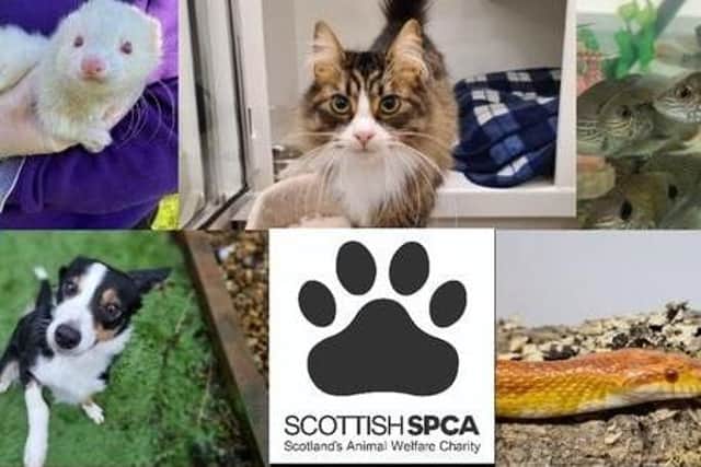 The SSPCA need your help