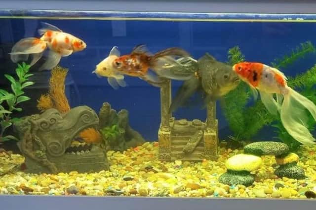 Tinsel is a beautiful silvery fish who is the leader of the pack of 10 other goldfish in her tank.
