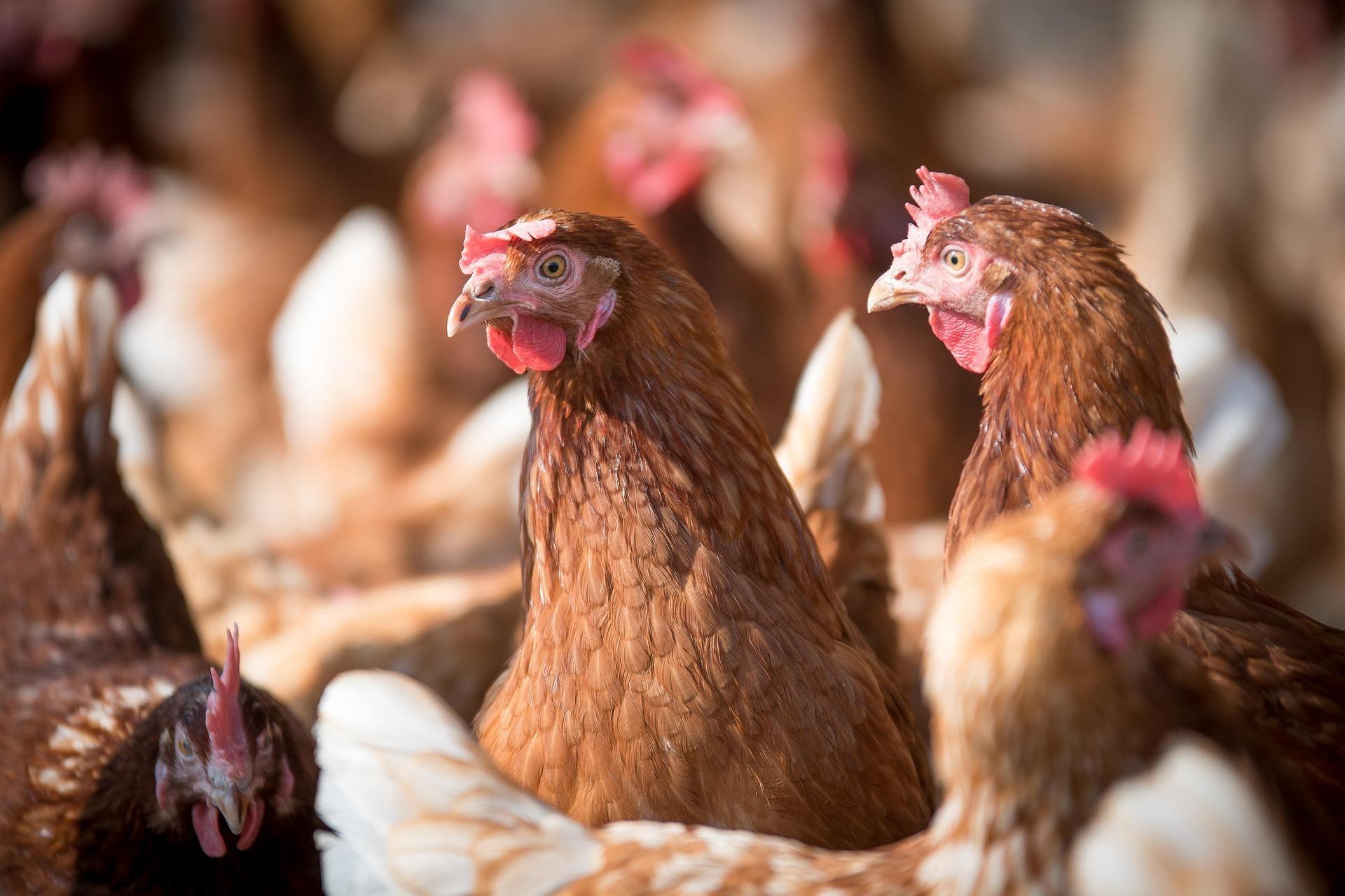 Plans lodged for new chicken sheds near Kirriemuir